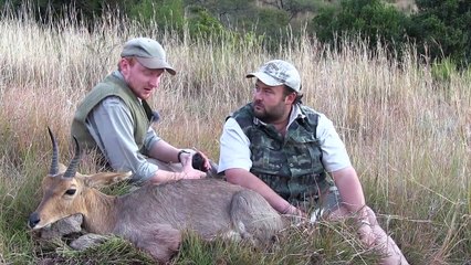 The Shooting Show South African mountain reedbuck and a roadside roebuck