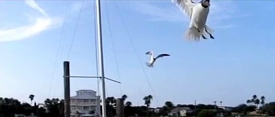 The Beauty Of Birds! Filmed with Casio ex-f1