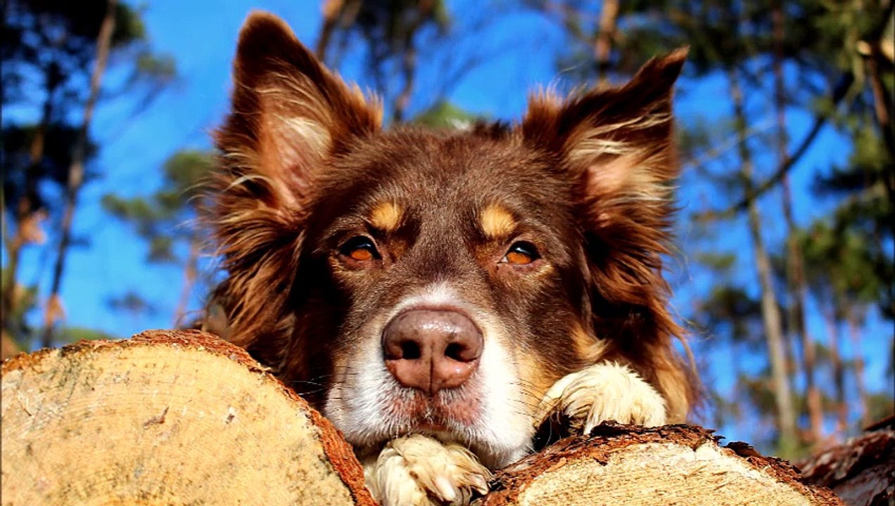 Spike & Lucy 9. Geburtstag