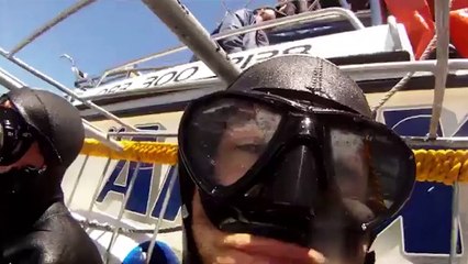 Great white shark flashes his teeth as he crashes into cage