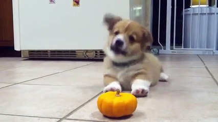 Наглая тыква смотреть ПРИКОЛ