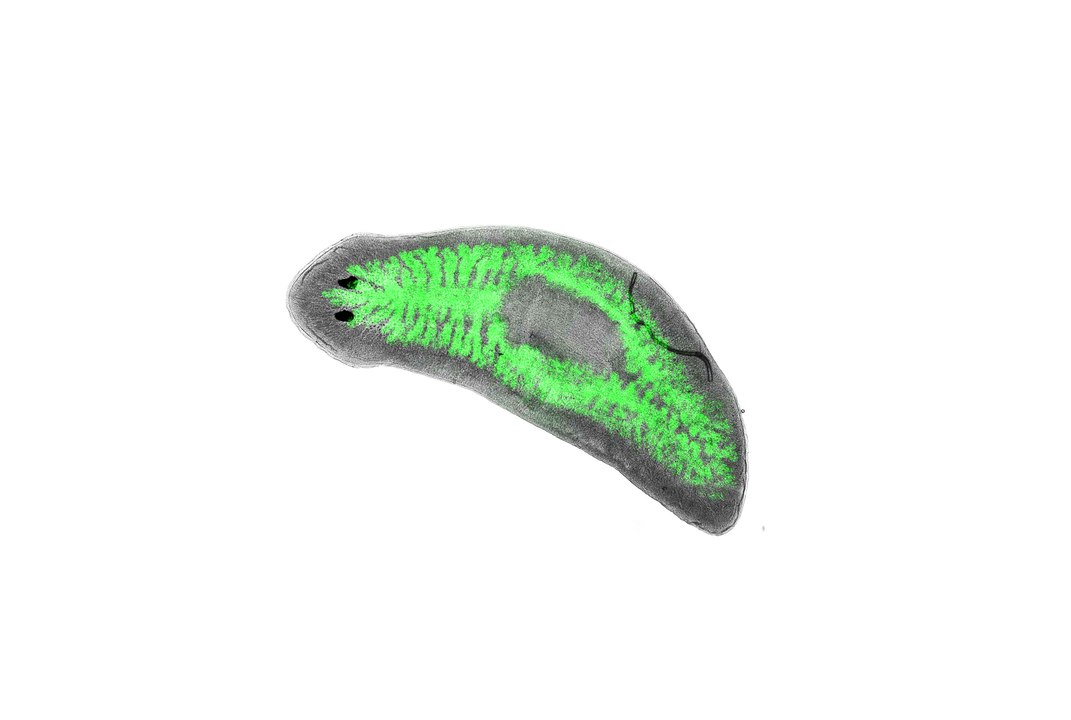 The immortal flatworm