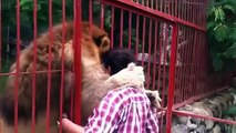 Mira la reacción de este león al reconocer a su cuidadora