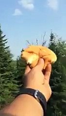 Seyir halinde ki arabanın camından kartal beslemek