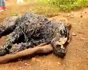 Sıcak katrana düşen köpeği hayata döndürdüler