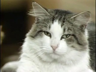 Cat Amazing Job Done- Silky Naughty Cat Funny Video
