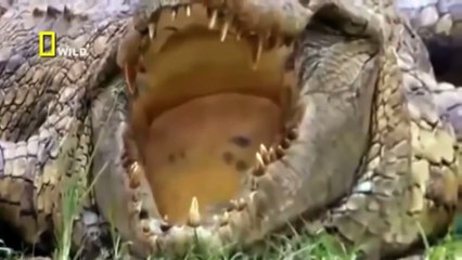 Lions The Best Killers in the World - Nat Geo Documentary - Part 3