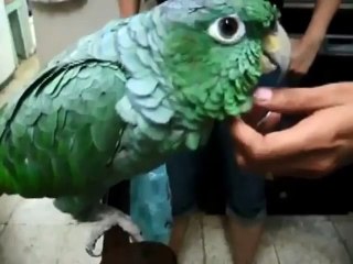 Коллекция забавных попугаев