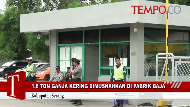 Ganja Kering Dimusnahkan di Pabrik Baja