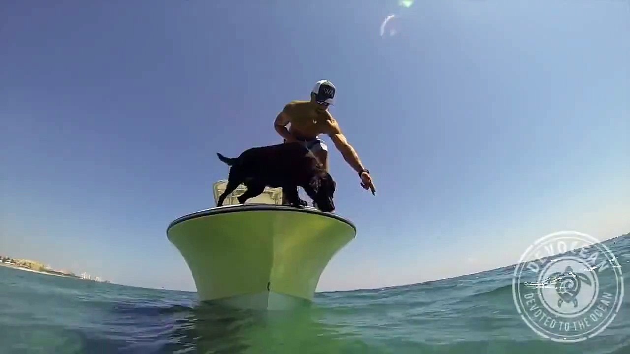 Dog Dive in Sea Then See Where Dog gone full of Thril Dog Catches Lobster- Dog Jump in Sea Hunting Lobster Live Video