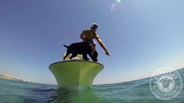 Dog Dive in Sea Then See Where Dog gone full of Thril Dog Catches Lobster- Dog Jump in Sea Hunting Lobster Live Video