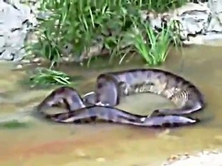 Giant Anaconda snake throws out the cow it swallowed earlier