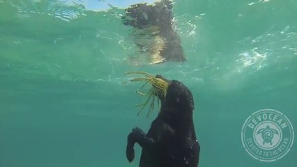 Dog Dive in Sea-Dog Catches Lobster- Hunting Lobster Live Video