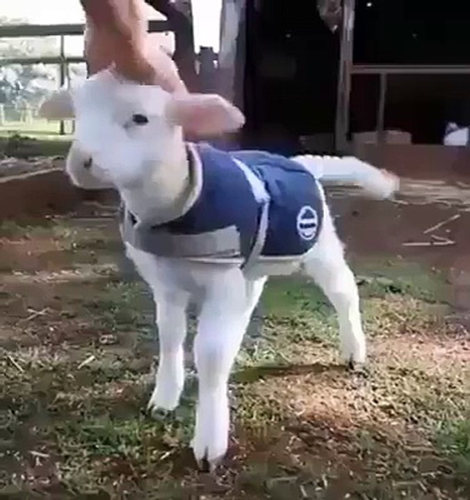 So Sweet goat baby .