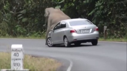 Слон вытер зад иномаркой...)) Смотри!