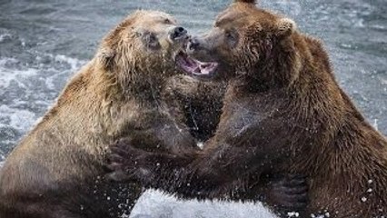 Clube da luta dos Animais - Richas brutais