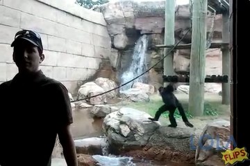 When Monkeys Attack!