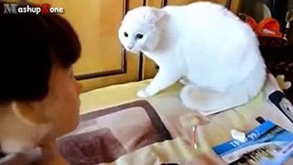 SCARING CATS!! Be Prepared to Laugh!!