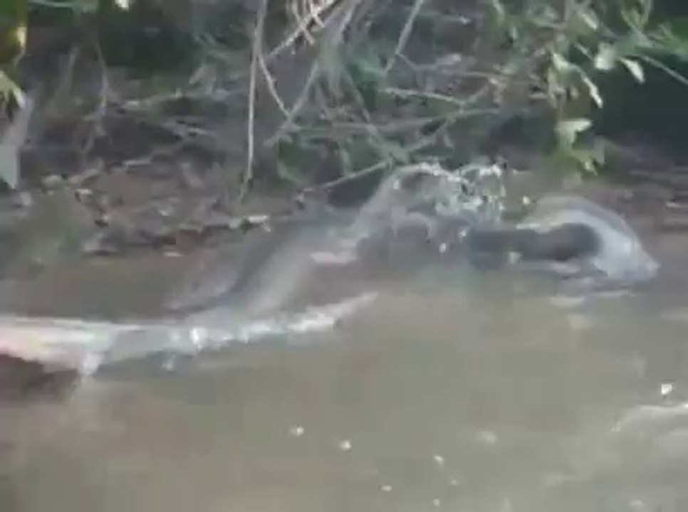 Pegando uma enorme Sucuri dentro da Água com as  mãos