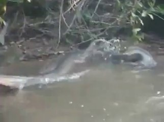 Pegando uma enorme Sucuri dentro da Água com as  mãos