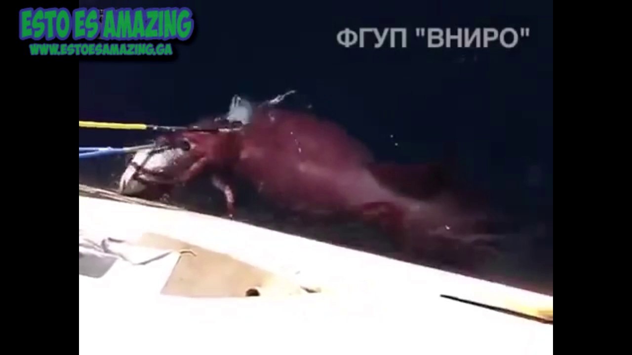 Calamar Gigante Vivo - Live Giant Squid