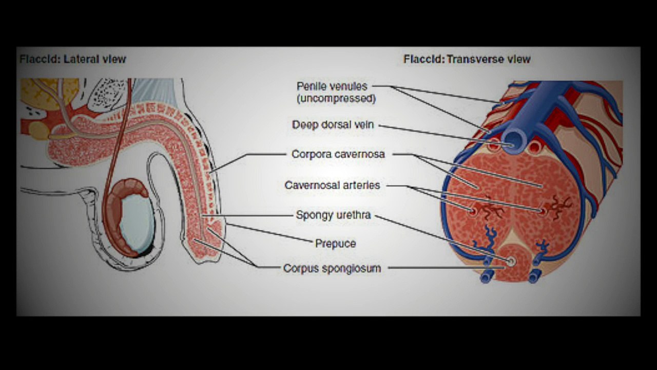 Burung Bengko  (Curved Penis) Wita Winata