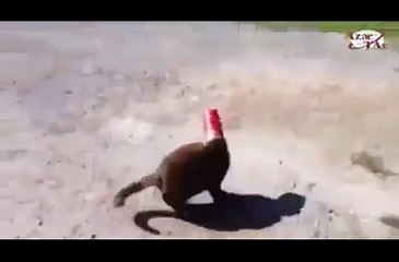 cat hijacked :D
