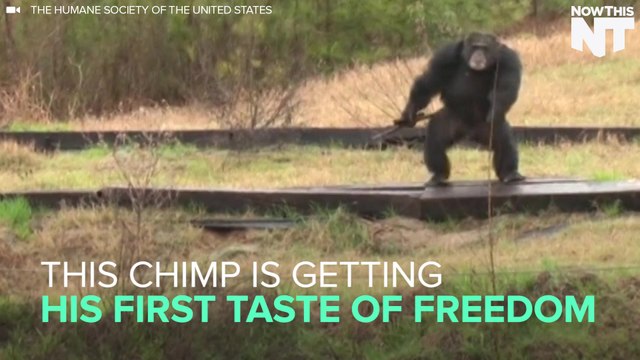 Here Are The Most Recent Chimps To Be Freed From Medical Testing