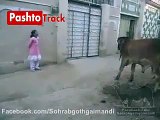 Pakistani funny videos part 2 | Cow acting with child | pakistani funny videos dailymotion - video dailymotion