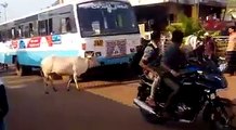 Cow Refuses to Let Bus Pass