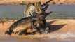 wild animals fighting to death - snake vs mongoose slow motion - wildlife animals attack