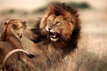 eagle attack cobra - animals fighting to the death  Videos Compilation 2015