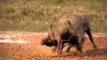 Big wild animals fighting to death - natures heavyweights face off - animals in war memorial