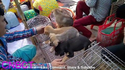 Gà Trống - Mèo Con & Cún Con ♫ NHẠC THIẾU NHI VUI NHỘN ♫