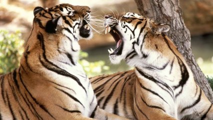 animal attack human caught on tape - NEW FOOTAGE - animal attack on people compilation