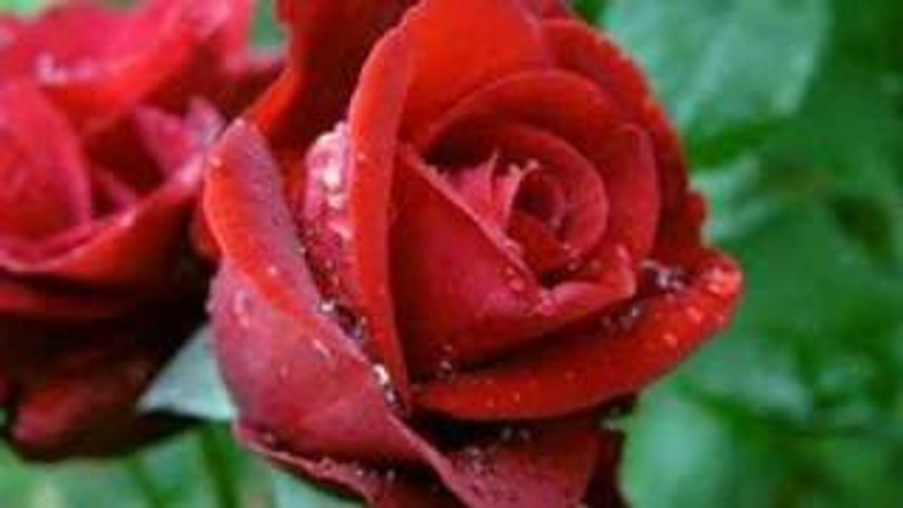 Hayat Sen Ne Çabuk Harcadın Beni - Zeki MÜREN