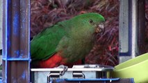 Australian KING PARROTS male, female and juvenile feeding on corn