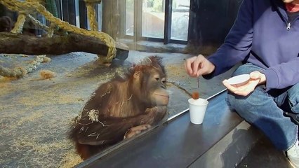 Un Orang-outan Voit Un Tour De Magie Et En Reste Stupéfait – Ça N'a Pas De Prix!