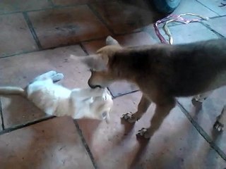 Chó với mèo chơi đùa với nhau