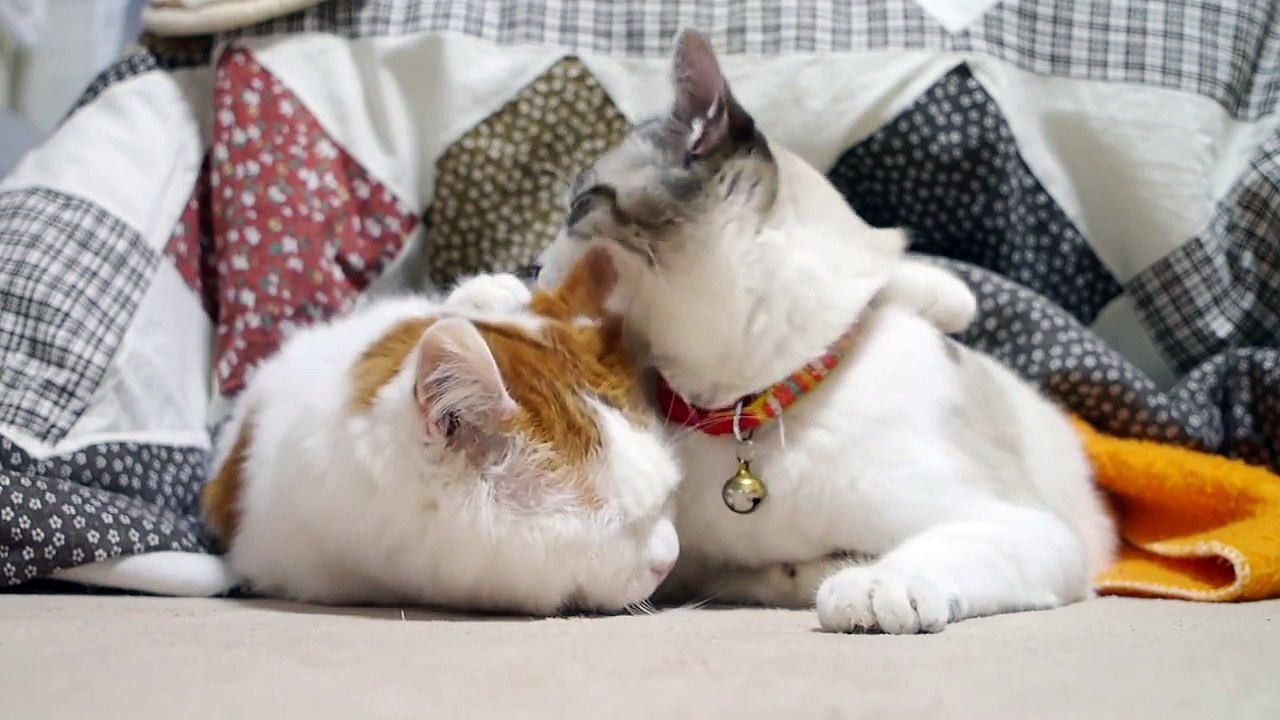 Love: Cat-Style