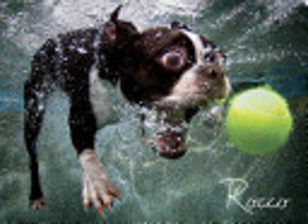 Read Underwater Dogs by Seth Casteel Ebook PDF