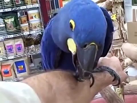 Веселые синие ары