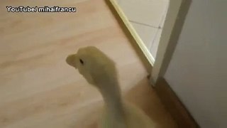 My Pet Dog, I mean DUCK