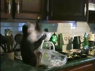 Monkey Caught Stealing Grapes