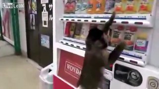 Monkey Buys Himself a Drink