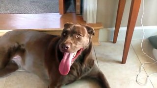 World's Fastest Breathing Dog