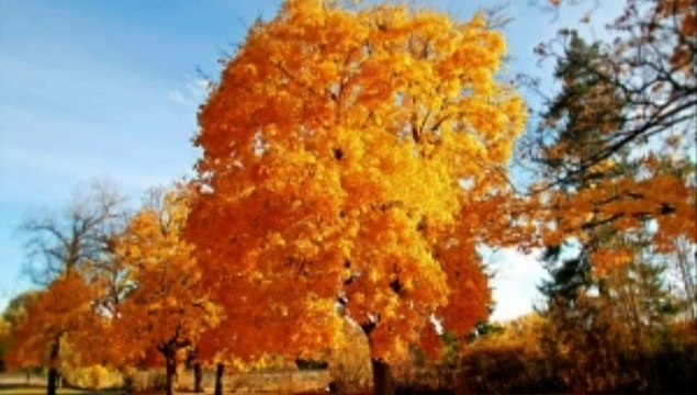 Жёлтые листья