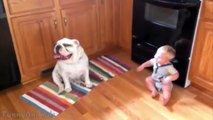 Cute Bulldogs Cuddling and Playing With Babies - Dog