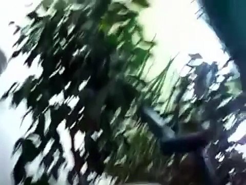 Волнистый попугай пристает к коту