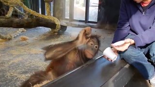 Funny & intelligent monkey